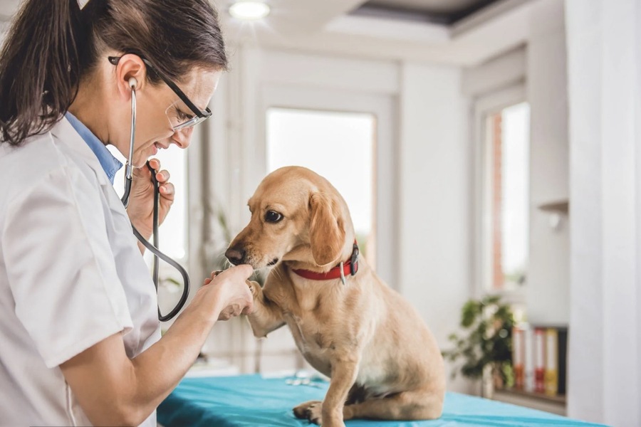 In Search of the Best Veterinary Care Globally